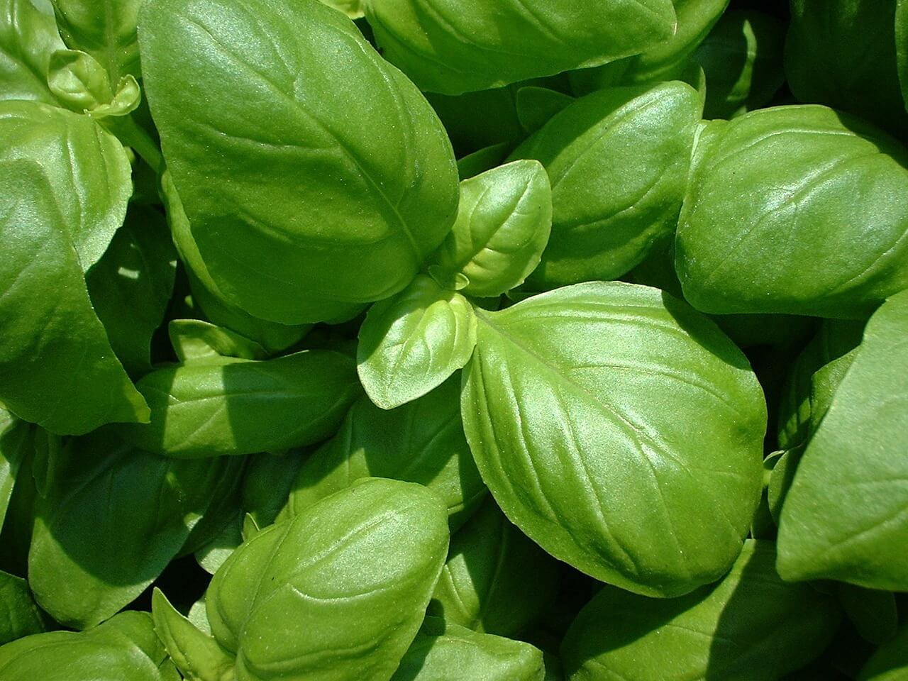 Basil